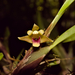 Maxillaria variabilis - Photo (c) Jessie Aguilar, όλα τα δικαιώματα διατηρούνται, uploaded by Jessie Aguilar