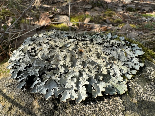 Salted Shield Lichen