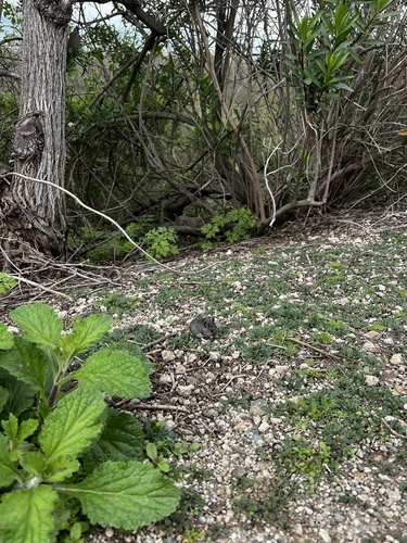 iNaturalist observation photo of Mice, Rats, and Hamsters