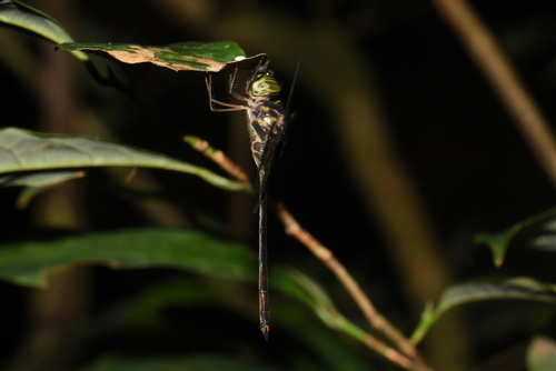 Smoky Duskdarter