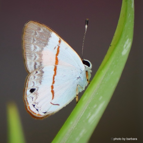 Euselasia pusilla