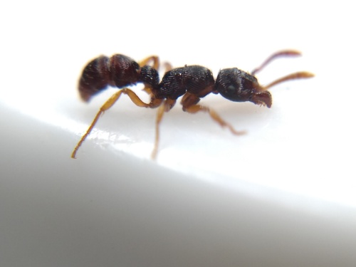 Gnamptogenys horni