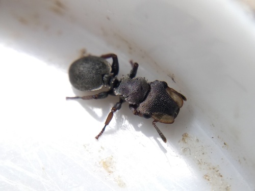Cephalotes angustusCephalotes angustus