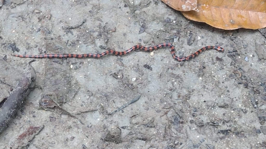 Colombian Coralsnake (Micrurus spurrelli)