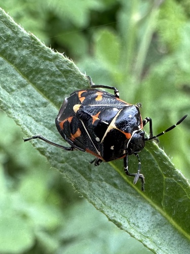iNaturalist observation photo of Harlequin Bug