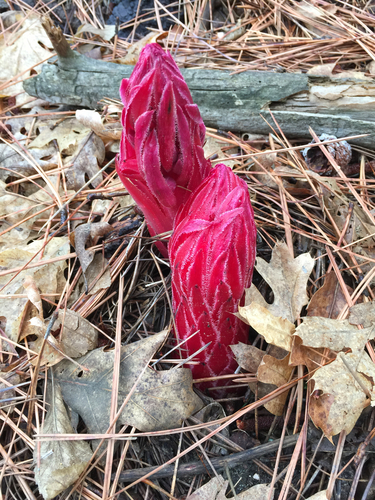 iNaturalist observation photo of Snowplant