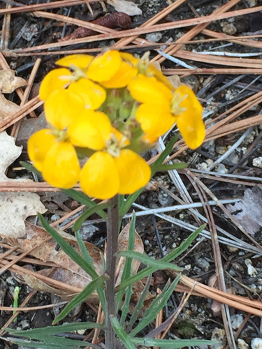 iNaturalist observation photo of Western Wallflower