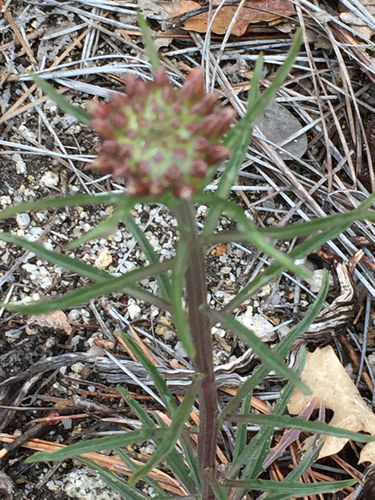 iNaturalist observation photo of Western Wallflower
