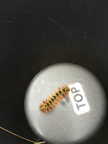 iNaturalist observation photo of Silver-spotted Tiger Moth