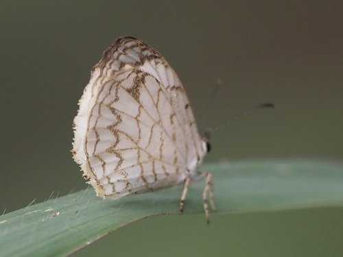 Liptena undularis