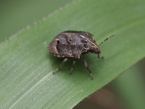 Hotea subfasciata