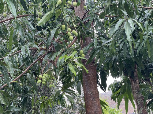 Indian mango