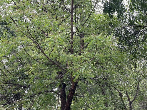 Neem