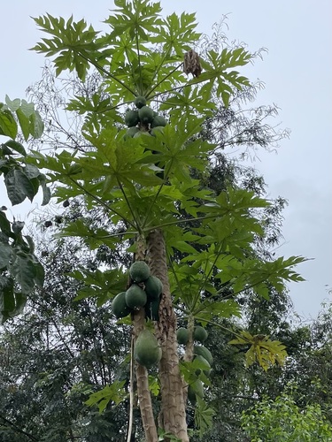 Papaya