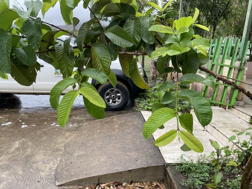 Common guava