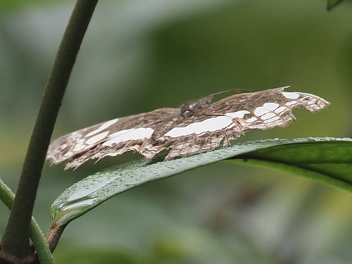 Scalloped False Sailer