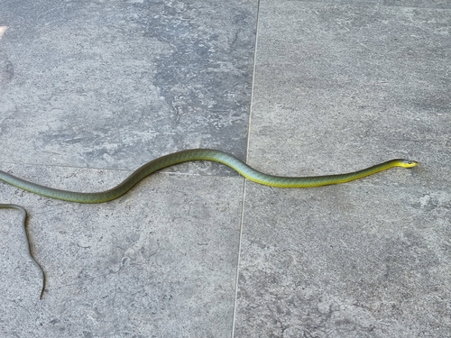 Common Tree Snake sighting