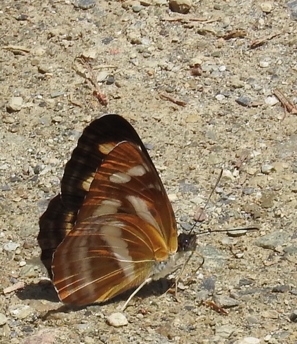 Neptis sylvana