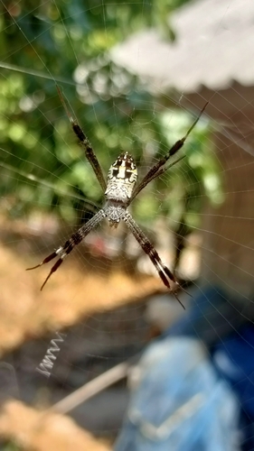 Argiope dang