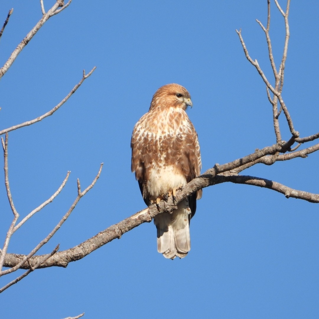 Himalayan Buzzard photo