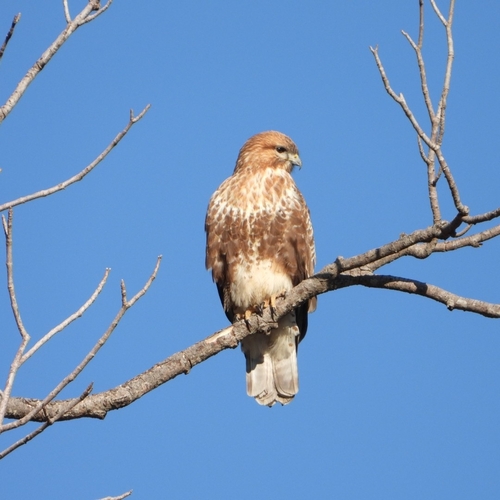 Himalayan Buzzard