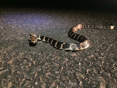 Stephens' Banded Snake sighting