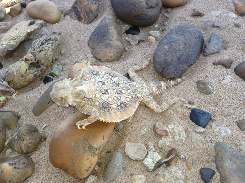 Sonoran Horned Lizard