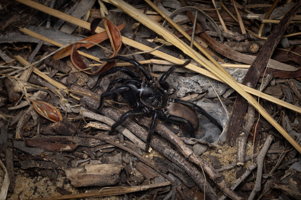 Wishbone Spiders from Jurien Bay WA 6516, Australia on February 25 ...