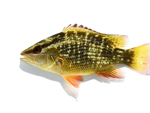 Gray Snapper