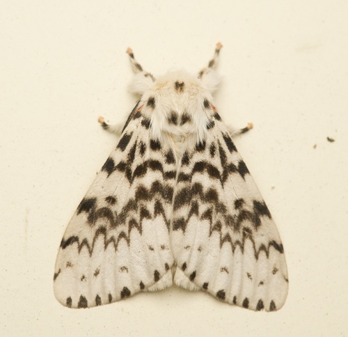 Lymantria antennata Walker, 1855