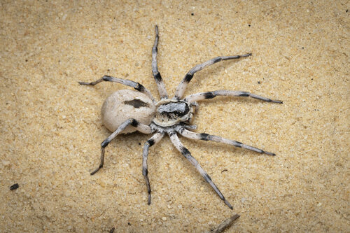 Lycosa koyuga