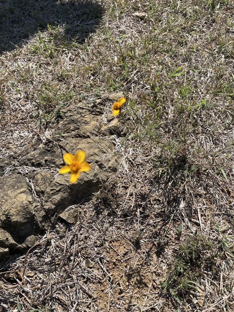 Dyssodia tagetiflora from Avenida Tecnológico, Coalcomán de Vázquez ...