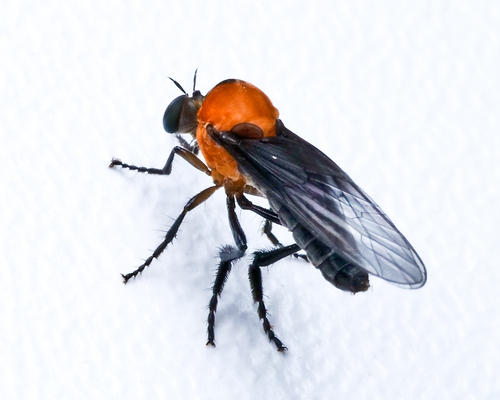 Holcocephala rufithorax