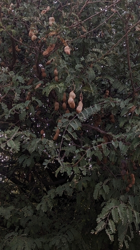 Tamarind