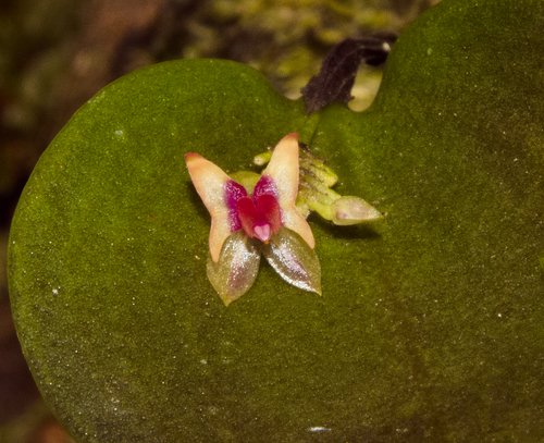 Turialva Lepanthes
