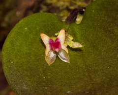 Lepanthes turialvae image