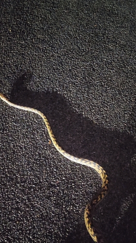 Australian Scrub Python sighting