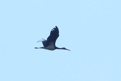 Avistamiento Cigüeña negra (Doñana)