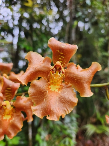 Crisp Oncidium