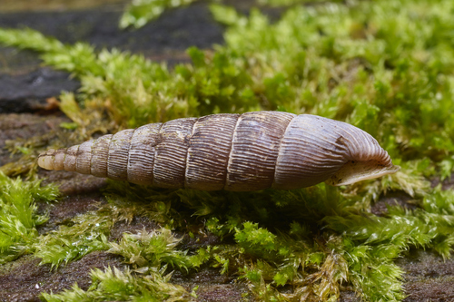 Laciniaria plicata