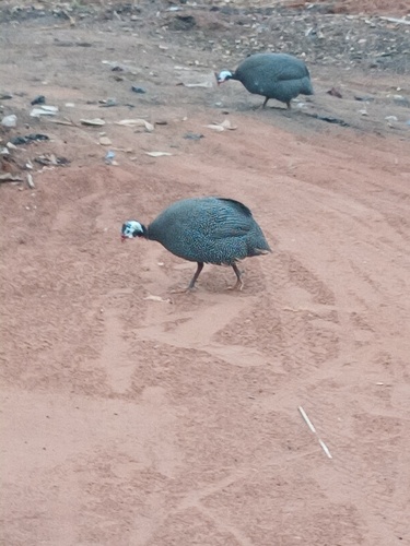 Helmeted Guineafowl