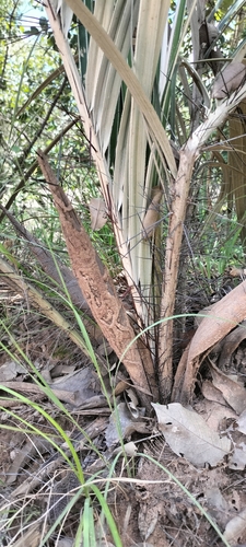 Acrocomia emensis