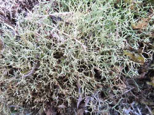 Common Cladia