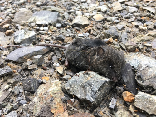 Forest Oldfield Mouse (Thomasomys silvestris) — Least Concern Mammalia