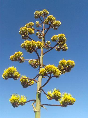 Parry's agave