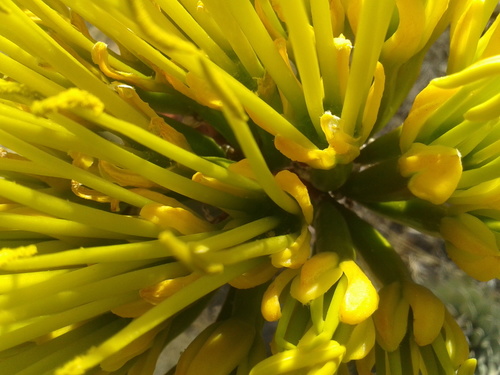 Parry's agave