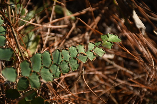 Fan-leaved Maidenhair