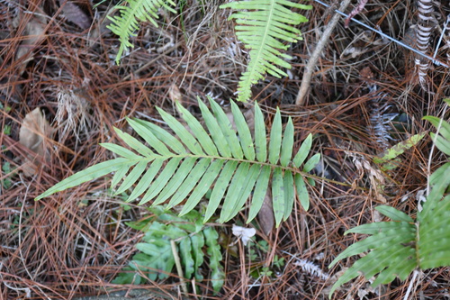 Oriental Blechnum