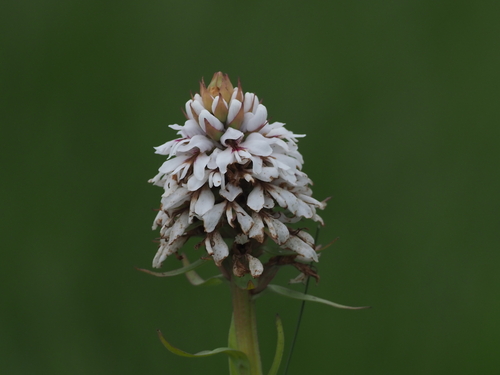 Satyrium paludosum