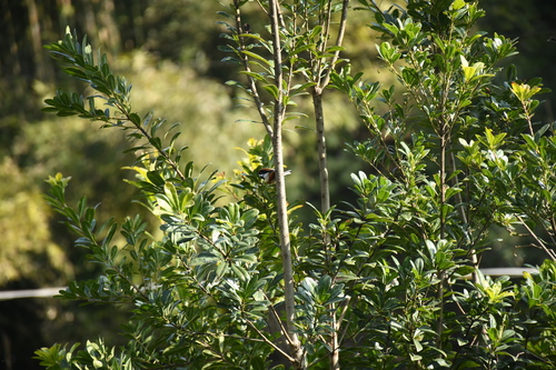 Black-throated Tit